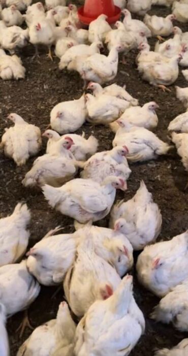 satdiq danalar: Salam broiler toyuqalrimiz satisda kq si diri 3.3 kesilmiş 4.4