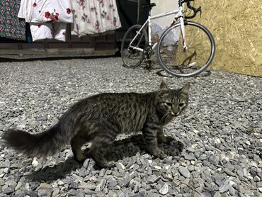 веслоухий кошка: 4 месяца, Мальчик