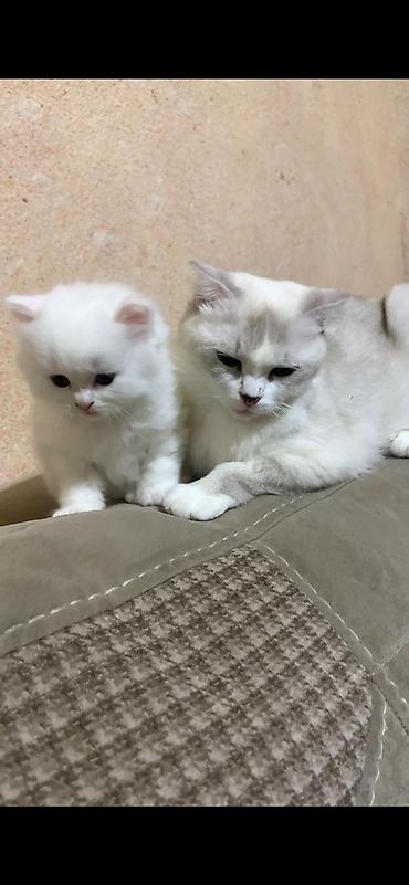 Pişiklər: Britan — 9