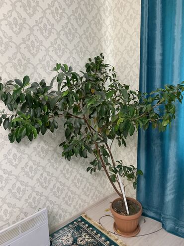 офисные растения: Продается комнатное растение