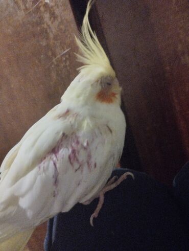 Tutuquşları: Məhsul: Nimfa (Cockatiel) tutuquşuları – ağ-sarı rəngli, yanaqlarda — 15