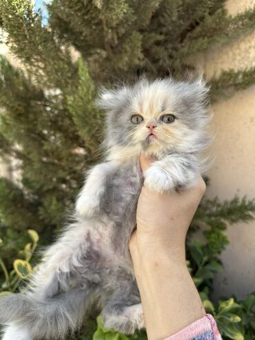 Pişiklər: Fars -da lalafo.az — 4 Pişiklər: Fars — 4