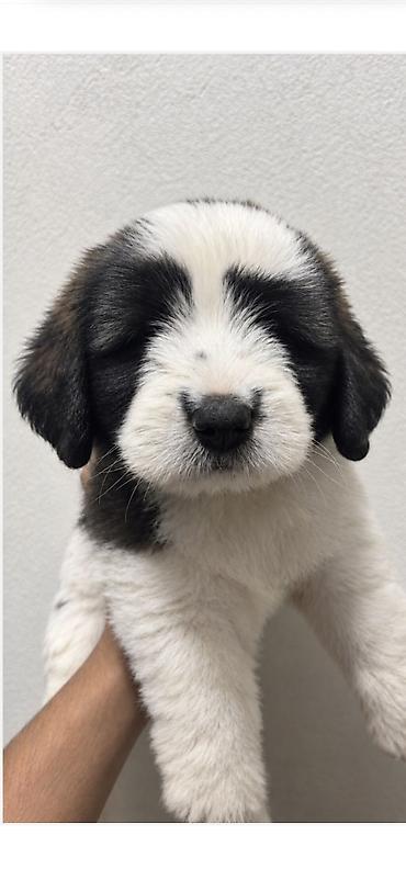 ev iti type 1: Pekines, Dişi, Ödənişli çatdırılma — 2