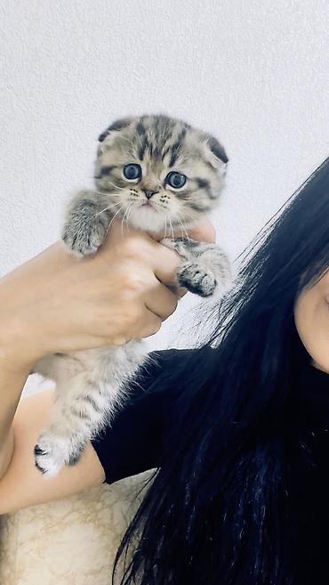 heyvanlar quba: Şirin balaca pişiklər – uzun tüklü, yuvarlaq üzlü və iri mavi/boz — 4