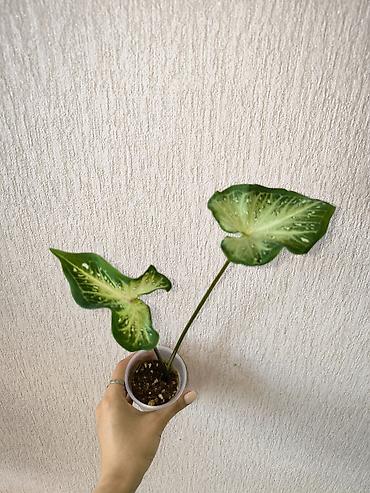 хлорофитум бишкек: В наличии Каладиумы (Caladium) с Тайланда. Яркие расцветки — 10