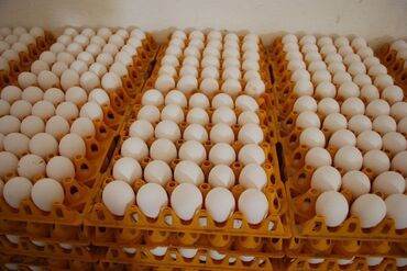 Продажа яиц оптом от 8 сом В розницу от 12 сомов Инкубационные