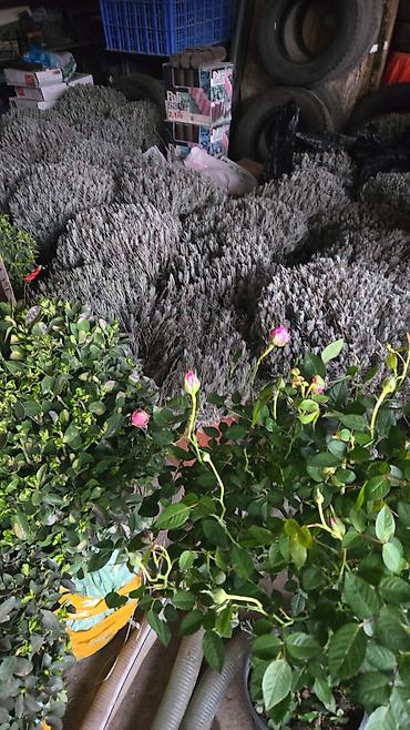 Берёза: Продаём декоративные растения .Оптом и в розницу . Богатый — 17