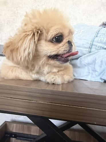 albay itleri: Pekines, 6 ay, Erkək, Peyvəndli, Ünvandan götürmə — 2