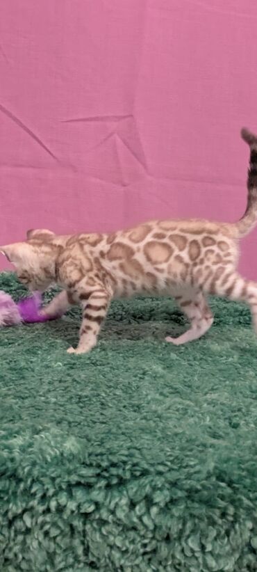 Продажа кошек: Бенгальская, 1 месяц, Девочка, Белый, Кастрирована, Приучена к лотку, Проглистована — 8
