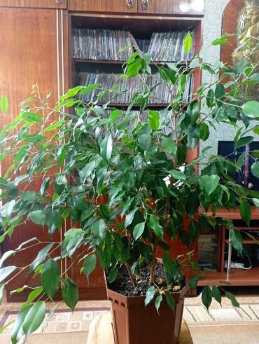 Фикусы: Фикус Бенджамина с темными зелёными листьями длинна дерева 1 м