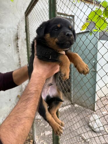 İtlər: Rotveyler, 2 ay, Dişi, Peyvəndli, Ünvandan götürmə — 1