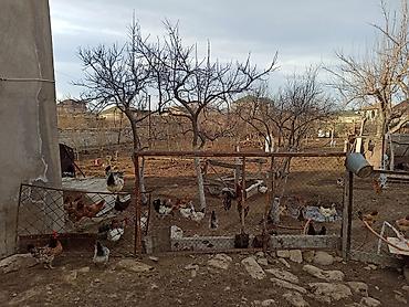 Yumurta: Kənd yumurtasi satilir. Unvan Novxani.Əsil təbi dərmansiz kənd — 10