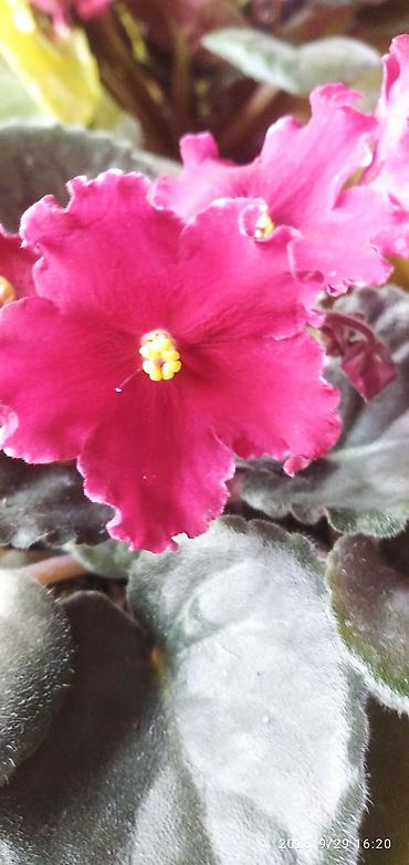 Фиалки и глоксинии: 🌱🌺🌱 Продаю сортовые ДЕТКИ стандартных, трейлерныхмини и полумини — 29