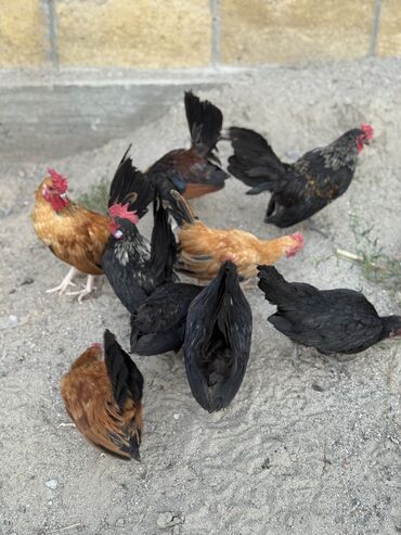 кошка без шерсти: 🐣Продаю декоративные карликовые породы кур и петухов! Отличные