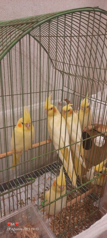 ucuz göyərçin: Birdən çox quş üçün nəzərdə tutulmuş quş qəfəsləri. Müxtəlif rənglər