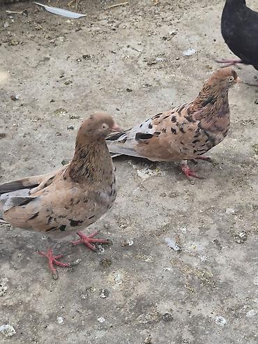 etibarlı ellere pisik: Sarı əbreş ərkey.Sağlam quşdu.Öz quşlarımın balasıdı.keçən yqy — 3