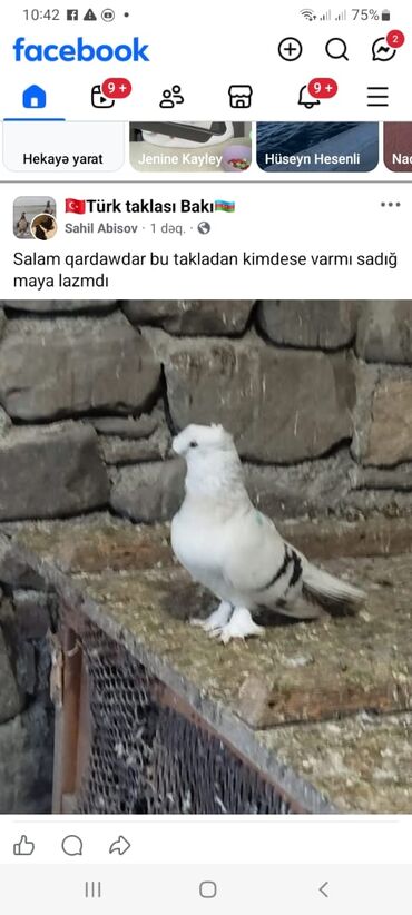 Göyərçinlər: Salam.diqqətlə oxu sonra yaz.hübkariler biri 20 və 30 azn.şişmanlar — 7