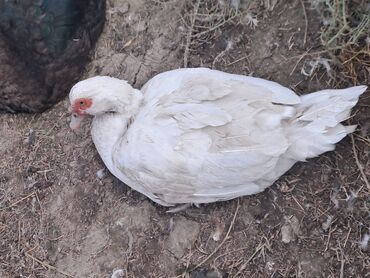 Digər quşlar: Salam.Lal ördəklər satılır bütün cinslərdən var .Fərələrin çoxu — 13