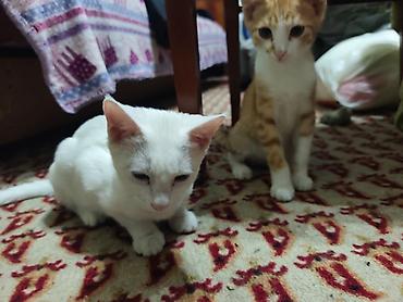 Мышыктар: КОТЁНОК БЕЛЕНЬКИЙ ДЕВОЧКА 2,5 МЕСЯЦА. Котята домашние — 7