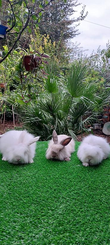 bala pişik pulsuz: Angora tipli uzun tüklü dekorativ dovşanlar - Növ: Uzun tüklü (angora — 1