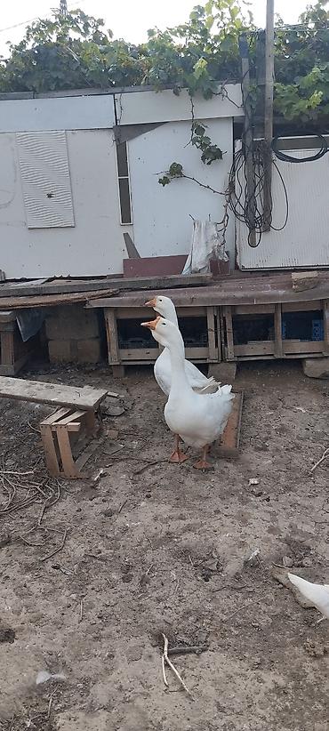 bulbul quşu haqqinda melumat: Xalmaqorla qarişıqdır 6 aylıq tam sağlam 2 ədəddir 2də erkəkdir qiymət — 4