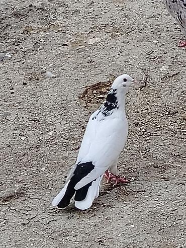 maltese qiymeti: Salam boynugullu erkey tutulma enni quyruqdu qiymet 15manat unvan — 3