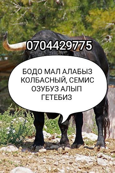 куплю скотину: Частное лицо, Колбасный цех : Коровы, быки, Лошади, кони, | Круглосуточно, Любое состояние, Забитый — 1
