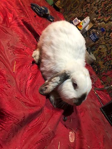 Mini lop ev dovşanları 1 ədədi 25 m erkekdilər - Növ: Mini lop (aşağı