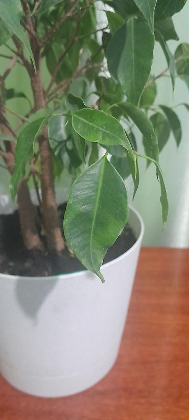 Бегонии: Продаю домашние растения — 7