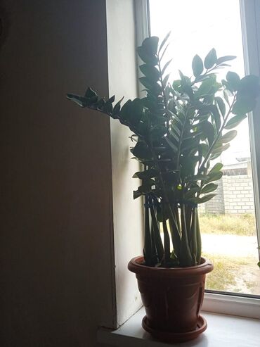 Другие комнатные растения: Замиокулькас замиелистный