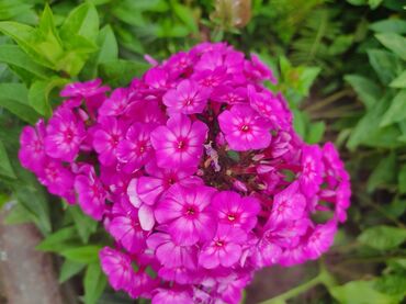 Садовые цветы и кустарники: Саженцы цветка: Флоксы — 7