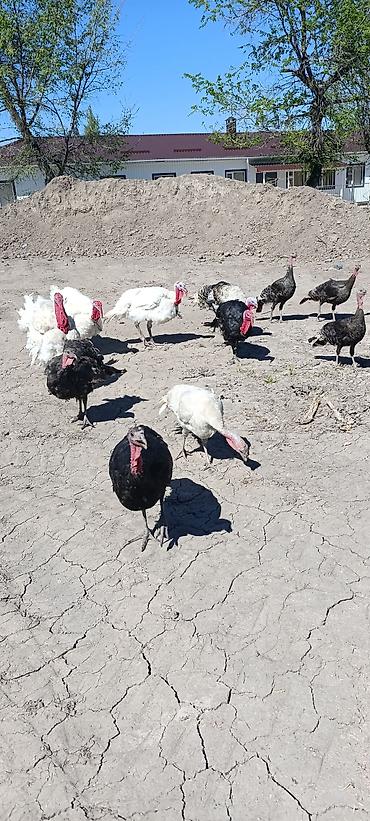 Индюки: Продаю | Индюшка (самка) at lalafo.kg — 8 Индюки: Продаю | Индюшка (самка) — 8