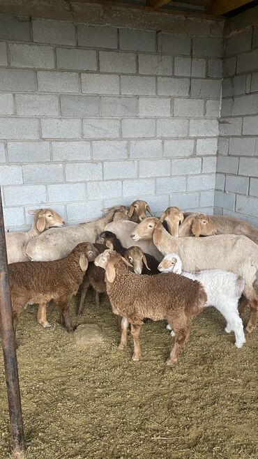 кармушки для овец: Продаю | Овца (самка), Ягненок | Арашан | Для разведения