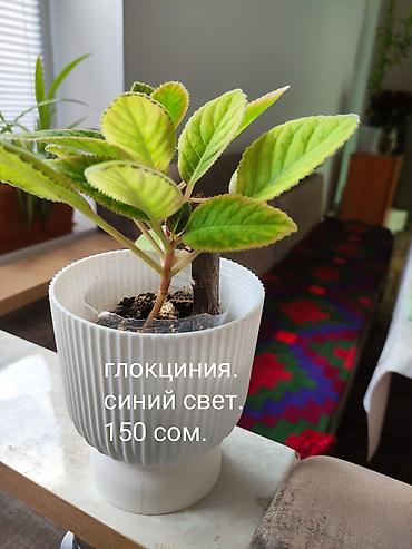 глок: Комнатные растения. 1) Пеларгония (герань) с ярко‑розовыми — 2