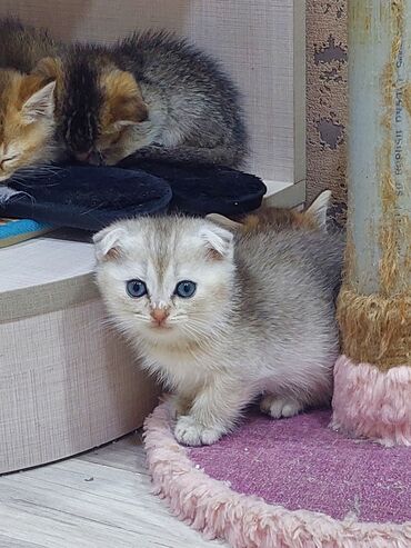 Pişiklər: Şotland, Erkək, Dişi, Yaxşı əllərə, Ünvandan götürmə — 4