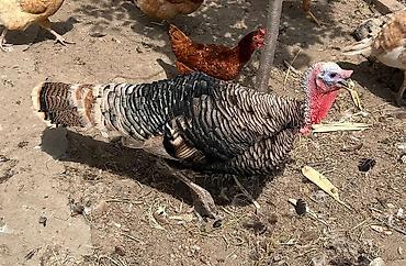 Dişi, Damazlıq lalafo.az -da Dişi, Damazlıq