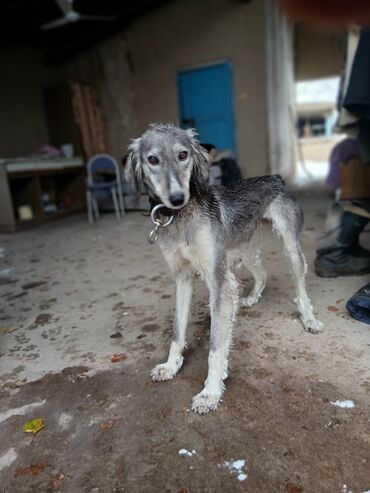 акустические системы apollo колонка в виде собак: Порода: ориентировочно борзая/салюки тип (изящное телосложение