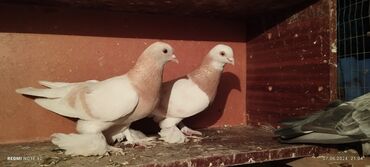 животные птицы: Продаю голубей