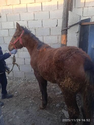 Лошади, кони: Продаю | Жеребенок | Рабочий — 10