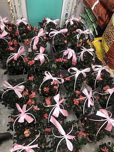 Подарочная упаковка: Подарочные композиции в коробке-сумке - Живые комнатные — 12