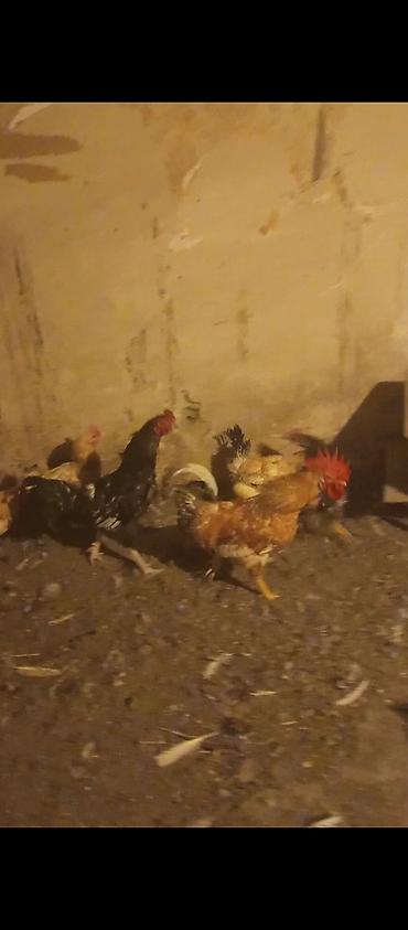 barter xoruz: Məhsul: 40 toyuq 15 xoruz çəkiləri balacalar 1.700-2 kilo arası — 5
