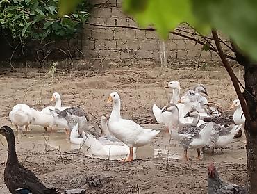 kirpi satisi: Erkək, | Linda, Damazlıq, Ödənişli çatdırılma — 1