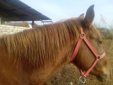 продам индоуток: Продаю лошадь 🐎 3 годовалый жырный обучена сокулук