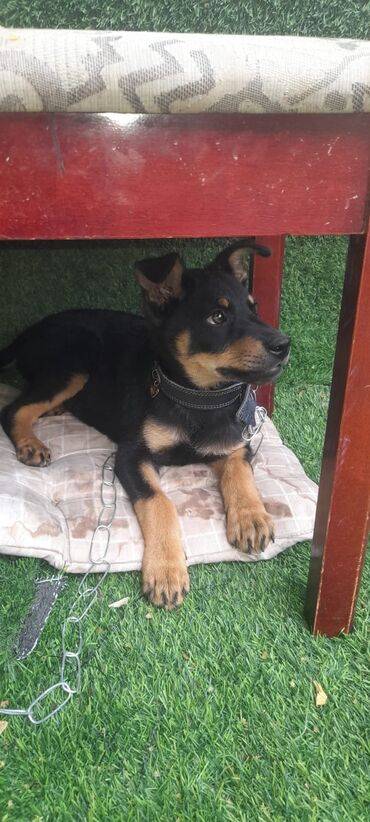 it doberman: 2 ay, Erkek, Ünvandan götürmə