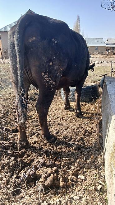 Коровы, быки: Продаю | Корова (самка) | Для разведения | Стельные — 9