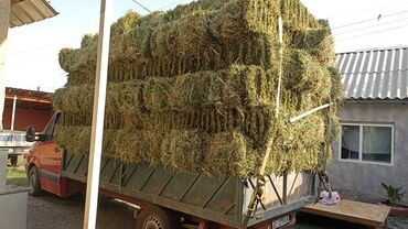 где можно купить телят симментальской породы: Клевер 2укос доставка есть