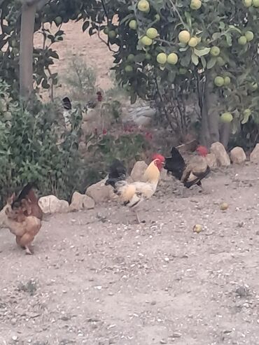 geref quşu: Yaponkalar 2 side xoruzdu