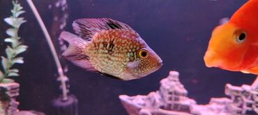 Akvariumlar: Salam zavod akvarium olcusu 1.20_60_45 yanlari aval 2 dene filteri — 18