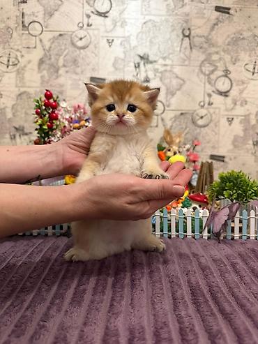 Pişiklər: Britan, Erkək, Dişi, Yaxşı əllərə, Ünvandan götürmə, Pulsuz çatdırılma, Ödənişli çatdırılma — 6