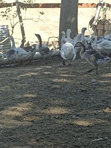 alman coban iti: Qazlar satılır, 140 ədəd. Linda, Kuban qazlarıdır, 3 aylıq